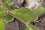 Oblongleaf snakeherb